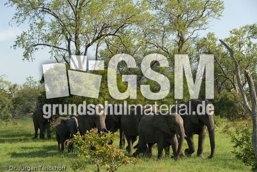 Afrikanischer Elefant (104 von 131).jpg